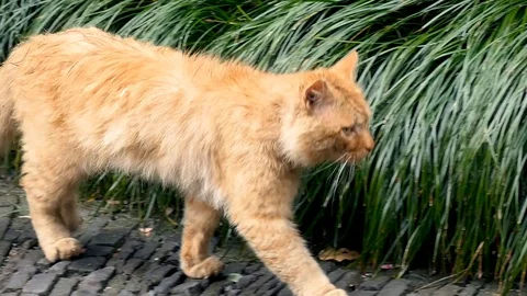 Cat Walking in Slow Motion Stock Footage 123981297
