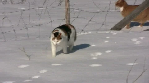 Cat walking in the snow Stock Footage 647278