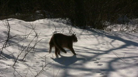 Cat walking in the snow Video stock 648978