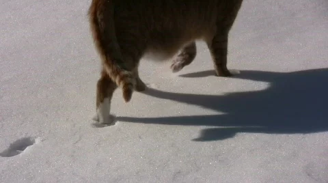 Cat walking in the snow Stock Footage 649010