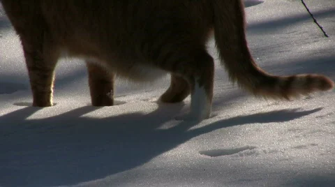 Cat walking in the snow Stock Footage 649032