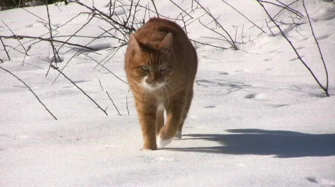 Cat walking in the snow Stock Footage 655080