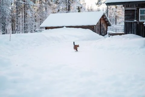 Cat Walking on a Snow Path Stock Photos