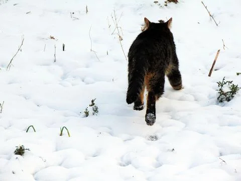 A cat is walking in the snow Photos