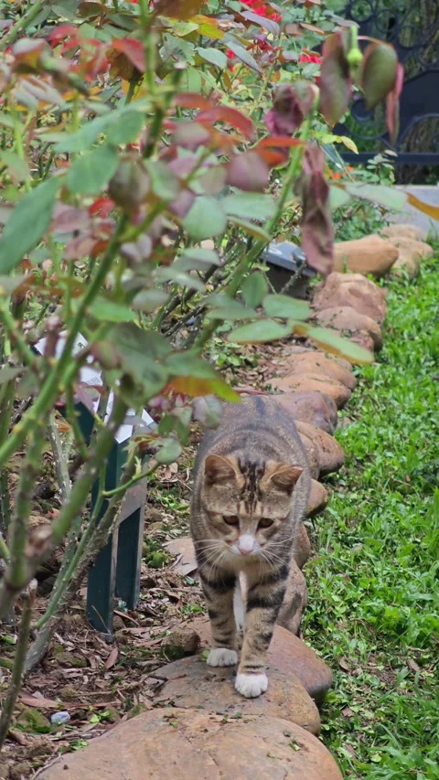 Cat walking on the stone path Stock Footage 310349391