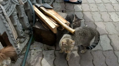 Cat is walking on the street Stock Footage 62749372