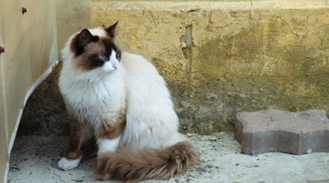 Cat is walking on the street Stock Footage 62749516