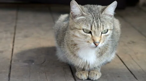 Cat is walking on the street Stock Footage 62751630