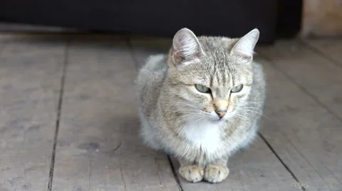 Cat is walking on the street Stock Footage 62751827