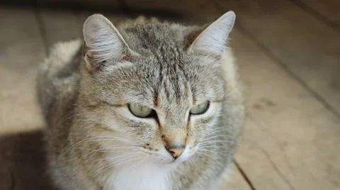 Cat is walking on the street Stock Footage 62751981