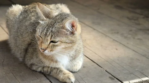 Cat is walking on the street Stock Footage 62752482