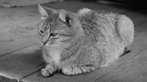 Cat is walking on the street Stock Footage 62753028