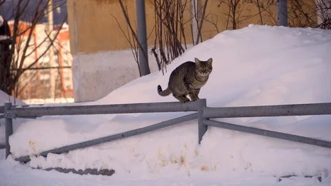 The cat is walking in the street .	 Stock Footage 104768180