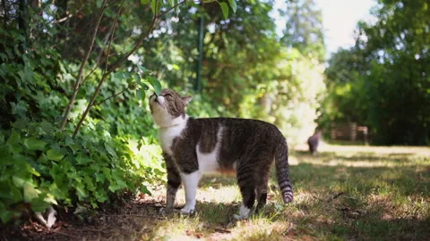 Cat walking in sunny garden Stock Footage 140366983