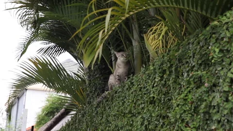 Cat walking on tall green hedge bush Stock Footage