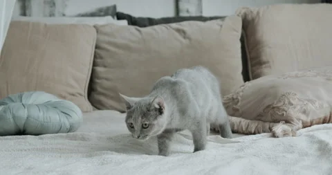 Cat Walking Through The Bed Outside The House At Terrace At The Stock Footage 157738204