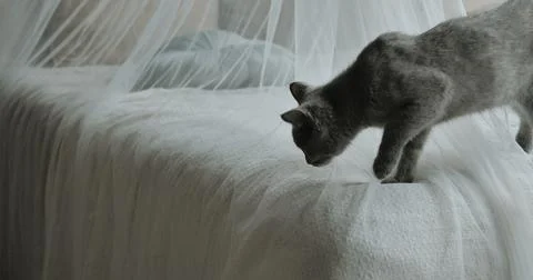 Cat Walking Through The Bed Outside The House At The Stock Photos