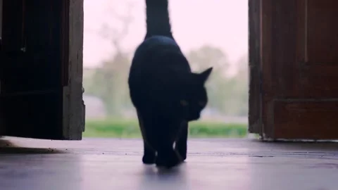 Cat walking through door at dusk Vídeos de archivo 147982729