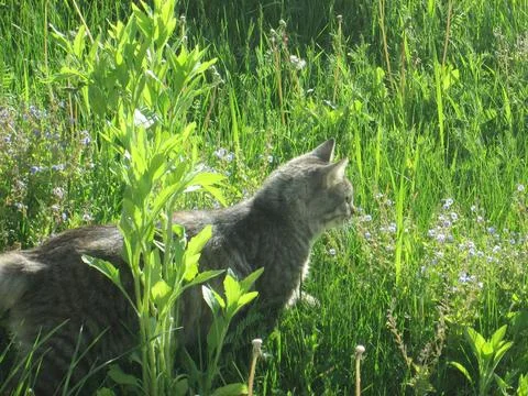 A cat is walking through a field of grass Stock Photos