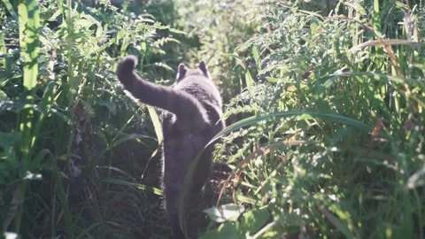 Cat walking through flower meadow Stock Footage 232548463