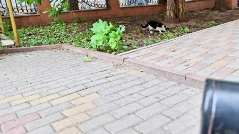 Cat Walking Through Garden Courtyard on Paved Path Outdoors Today 動画素材 337113348