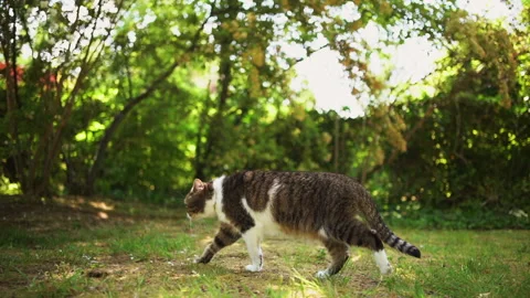 Cat walking through garden Stock Footage 140366919