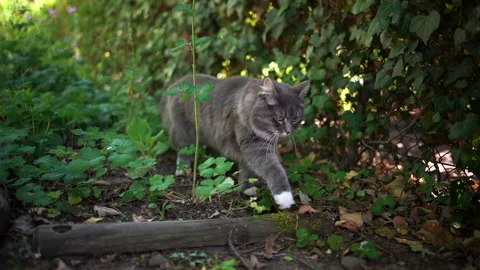 Cat walking through garden Stock Footage 140367605