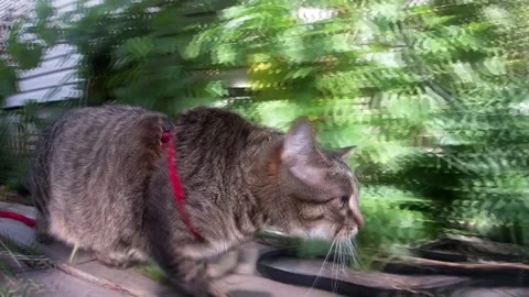 Cat walking through garden Stock Footage
