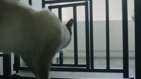 Cat walking through gate to eat food 2 Stock-Footage 128988477