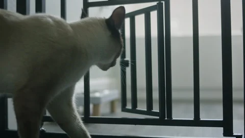 Cat walking through gate to eat food 1 Stock-Footage 128989439