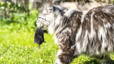 A cat is walking through a grassy area with a mouse in its mouth Stock Photos