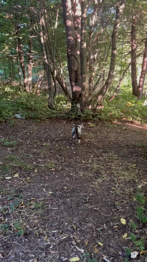 Cat Walking Through a Sunlit Forest Stock Footage 345023122