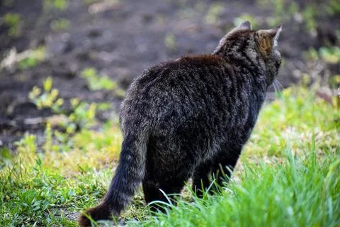 Cat on the walking time Foto stock