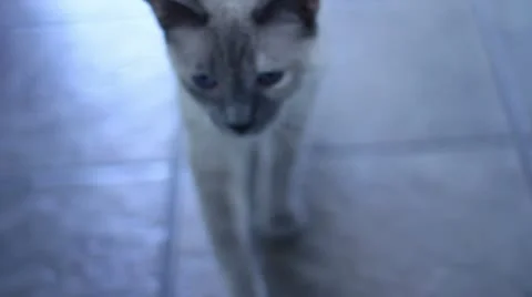 Cat Walking Toward Camera Video stock 11858616