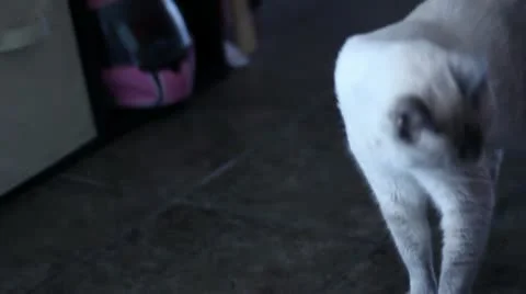 Cat Walking Toward Camera Video stock 11858659