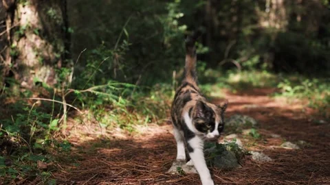 Cat walking toward the camera on a forest trail Stock Footage 324572699