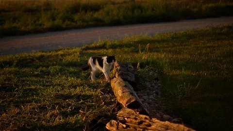 Cat walking toward camera on logs at sunrise Vídeo Stock 102117156
