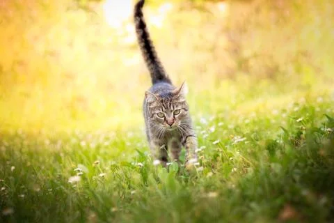 Cat walking towards camera Stock Photos