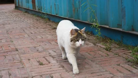 Cat walking towards you Stock Footage 197918561