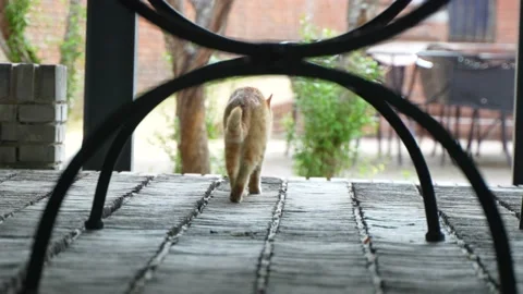 Cat walking under the table Stock Footage 197924567