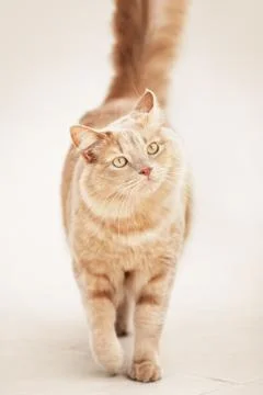 Cat walking - vertical Stock Photos