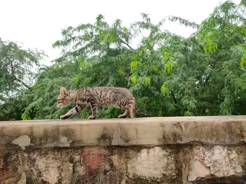 A Cat walking on the wall Stock Photos