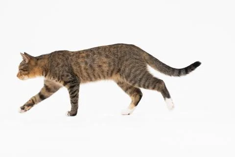 Cat is walking on a white background. The multiracial female cat. The young 写真素材