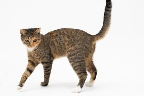 Cat is walking on a white background. The multiracial female cat. The young Foto stock