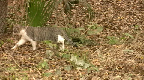 Cat walking in wild HD Stock Footage 92024