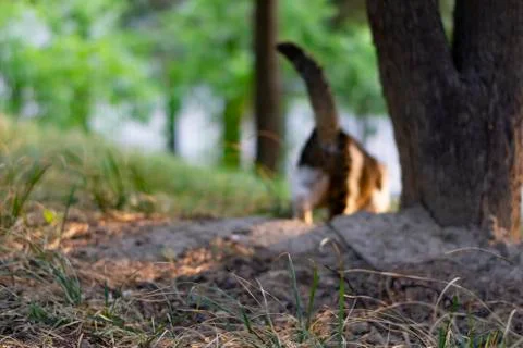 Cat walking in woodland Stock Photos