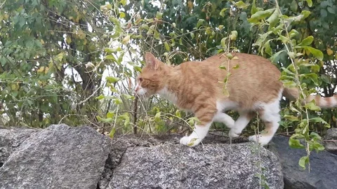 Cat walking/exploring on top of dry  stone boundary wall Vídeos de archivo 97207111