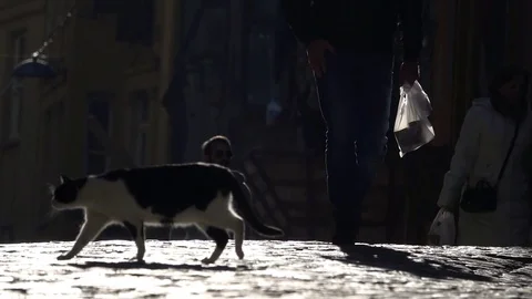 Cat walks across brightly-lit road Stock Footage 80982231