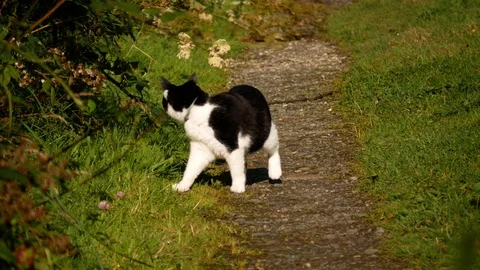 Cat walks along path Video stock 79656205