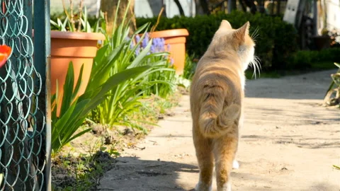 The cat walks along the path. Slow motion Stock Footage 90865966